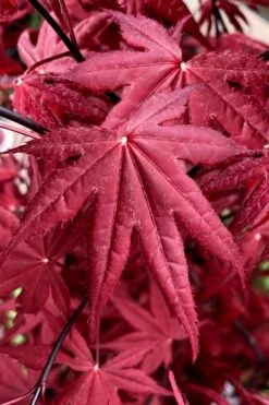 Rhode Island Red Japanese Maple - 3 Gallon Pot -Flowers World Shop acer palmatum rhode island red japanese maple 2