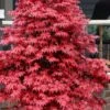 Rhode Island Red Japanese Maple - 3 Gallon Pot (ON SALE) -Flowers World Shop acer palmatum rhode island red japanese maple 3 1