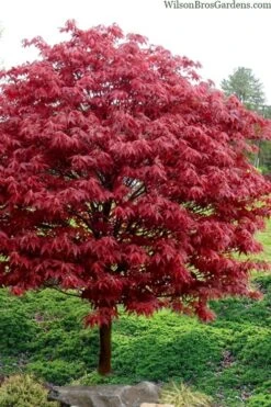 Rhode Island Red Japanese Maple - 3 Gallon Pot -Flowers World Shop acer palmatum rhode island red japanese maple 4
