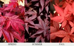 Rhode Island Red Japanese Maple - 3 Gallon Pot -Flowers World Shop acer palmatum rhode island red japanese maple 6