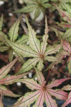 Shigitatsu Sawa Japanese Maple - 2 Gallon Pot 13 Shigitatsu Sawa Japanese Maple - 2 Gallon Pot -Flowers World Shop acer palmatum shigitatsu sawa japanese maple 5