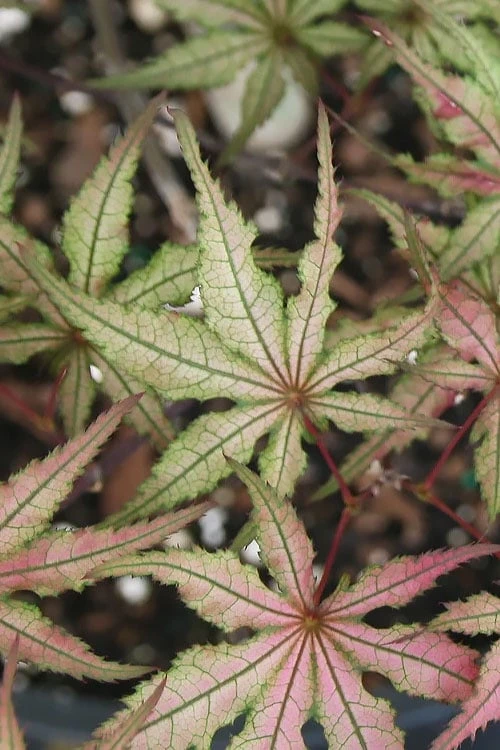 Shigitatsu Sawa Japanese Maple - 2 Gallon Pot 8 Shigitatsu Sawa Japanese Maple - 2 Gallon Pot - Image 6