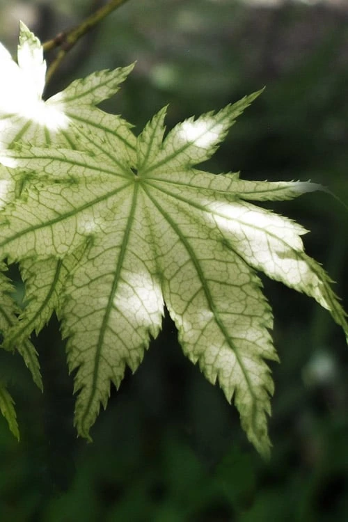 Shigitatsu Sawa Japanese Maple - 2 Gallon Pot 3 Shigitatsu Sawa Japanese Maple - 2 Gallon Pot