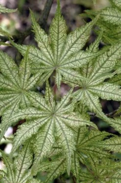 Shigitatsu Sawa Japanese Maple - 2 Gallon Pot 12 Shigitatsu Sawa Japanese Maple - 2 Gallon Pot -Flowers World Shop acer palmatum shigitatsu sawa japanese maple 8