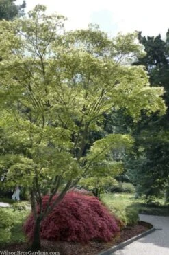 Shigitatsu Sawa Japanese Maple - 2 Gallon Pot 11 Shigitatsu Sawa Japanese Maple - 2 Gallon Pot -Flowers World Shop acer palmatum shigitatsu sawa japanese maple 9