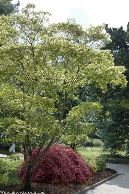 Shigitatsu Sawa Japanese Maple - 2 Gallon Pot 6 Shigitatsu Sawa Japanese Maple - 2 Gallon Pot - Image 4