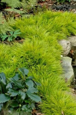 Dwarf Golden Sweet Flag (Acorus Gramineus 'Minimus Aureus') - 5 Pack Of Quart Pots -Flowers World Shop acorus gramineus minnimus aurea dwarf golden sweet flag 101