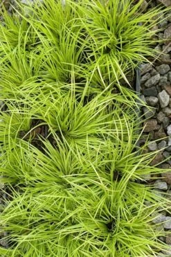 Dwarf Golden Sweet Flag (Acorus Gramineus 'Minimus Aureus') - 5 Pack Of Quart Pots -Flowers World Shop acorus gramineus minnimus aurea dwarf golden sweet flag 105