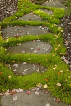 Dwarf Golden Sweet Flag - Acorus Gramineus 'Minimus Aureus' - 5 Pack Of Pint Pots 12 Dwarf Golden Sweet Flag - Acorus Gramineus 'Minimus Aureus' - 5 Pack Of Pint Pots -Flowers World Shop acorus gramineus minnimus aurea dwarf golden sweet flag 106 1