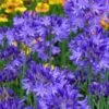 Northern Star Cold Hardy Agapanthus (Lily Of The Nile) - 1 Gallon Pot -Flowers World Shop agapanthus northern star lily of the nile 3