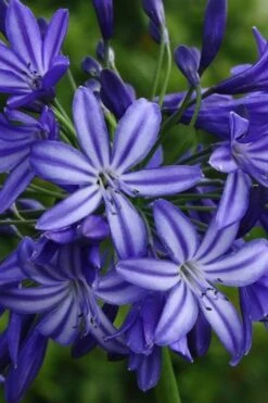 Northern Star Cold Hardy Agapanthus (Lily Of The Nile) - 1 Gallon Pot -Flowers World Shop agapanthus northern star lily of the nile 4
