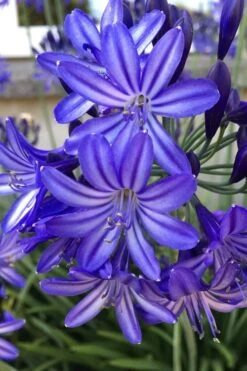 Northern Star Cold Hardy Agapanthus (Lily Of The Nile) - 1 Gallon Pot -Flowers World Shop agapanthus northern star lily of the nile 5