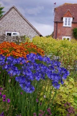 Northern Star Cold Hardy Agapanthus (Lily Of The Nile) - 1 Gallon Pot -Flowers World Shop agapanthus northern star lily of the nile 6