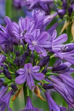 Purple Delight Agapanthus (Lily Of The Nile) - 2 Gallon Pot 10 Purple Delight Agapanthus (Lily Of The Nile) - 2 Gallon Pot -Flowers World Shop agapanthus purple delight 2