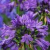 Purple Delight Agapanthus (Lily Of The Nile) - 2 Gallon Pot -Flowers World Shop agapanthus purple delight 3