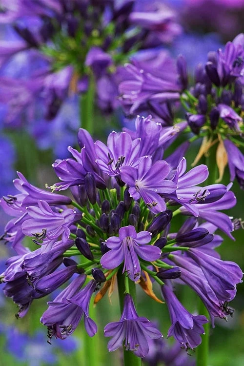 Purple Delight Agapanthus (Lily Of The Nile) - 2 Gallon Pot 3 Purple Delight Agapanthus (Lily Of The Nile) - 2 Gallon Pot