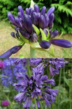 Purple Delight Agapanthus (Lily Of The Nile) - 2 Gallon Pot 11 Purple Delight Agapanthus (Lily Of The Nile) - 2 Gallon Pot -Flowers World Shop agapanthus purple delight 4