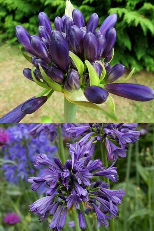 Purple Delight Agapanthus (Lily Of The Nile) - 2 Gallon Pot 7 Purple Delight Agapanthus (Lily Of The Nile) - 2 Gallon Pot - Image 5