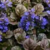 Bronze Beauty Ajuga (Bugleweed) - 5 Pack Of Quart Pots 1 Bronze Beauty Ajuga (Bugleweed) - 5 Pack Of Quart Pots -Flowers World Shop ajuga bronze beauty 28 2