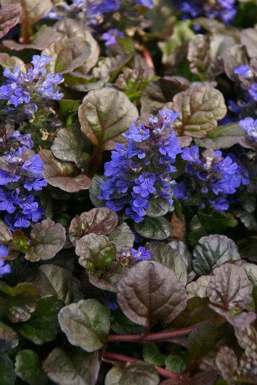 Bronze Beauty Ajuga (Bugleweed) - 5 Pack Of Quart Pots 3 Bronze Beauty Ajuga (Bugleweed) - 5 Pack Of Quart Pots