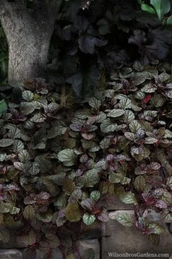 Bronze Beauty Ajuga (Bugleweed) - 5 Pack Of Quart Pots 9 Bronze Beauty Ajuga (Bugleweed) - 5 Pack Of Quart Pots -Flowers World Shop ajuga bronze beauty 30 2