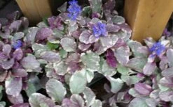 Burgundy Glow Ajuga - Bugleweed - 5-Pack Of 4" Pint Pots 11 Burgundy Glow Ajuga - Bugleweed - 5-Pack Of 4" Pint Pots -Flowers World Shop ajuga burgundy glow 1