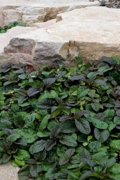 Bronze Beauty Ajuga (Bugleweed) - 6 Pack Of 3.5" Pint Pots -Flowers World Shop ajuga reptans bronze beauty bugleweed 100