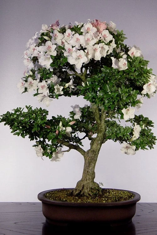 Joga Satsuki Azalea - 6 Pack Of 1 Gallon Pots 7 Joga Satsuki Azalea - 6 Pack Of 1 Gallon Pots - Image 5