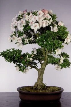 Joga Satsuki Azalea - 3 Gallon Pot -Flowers World Shop azalea