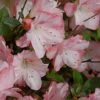 Amy Azalea - 1 Gallon Pot 1 Amy Azalea - 1 Gallon Pot -Flowers World Shop azalea amy 4 1
