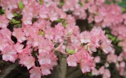 Amy Azalea - 3 Gallon Pot -Flowers World Shop azalea amy 8