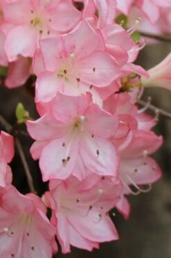 Amy Azalea - 6 Pack Of 1 Gallon Pots -Flowers World Shop azalea amy 9 2