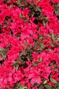 Arctic Rose Azalea - 3 Gallon Pot -Flowers World Shop azalea arctic rose 3