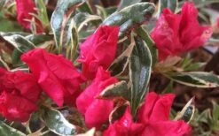 Arctic Rose Azalea - 3 Gallon Pot -Flowers World Shop azalea arctic rose 4