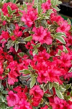 Arctic Rose Azalea - 3 Gallon Pot -Flowers World Shop azalea arctic rose 5