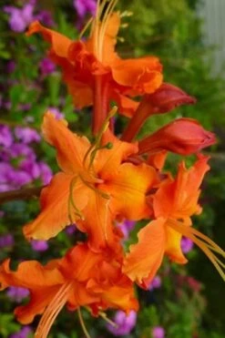 Red Pepper Aromi Azalea (Rhododendron Hybrid) - 1 Gallon Pot -Flowers World Shop azalea aromi red pepper