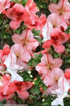 Astronaut Azalea - 1 Gallon Pot -Flowers World Shop azalea astronaut 1 1