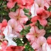 Astronaut Azalea - 2.5 Quart Pot -Flowers World Shop azalea astronaut 1