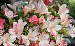 Astronaut Azalea - 1 Gallon Pot -Flowers World Shop azalea astronaut 3 1