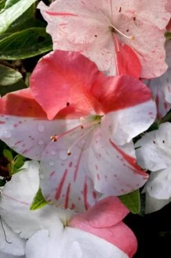 Astronaut Azalea - 1 Gallon Pot