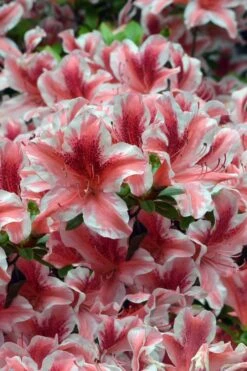 Ben Morrison Azalea - 3 Gallon Pot -Flowers World Shop azalea ben morrison 1