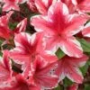 Ben Morrison Azalea - 3 Gallon Pot 1 Ben Morrison Azalea - 3 Gallon Pot -Flowers World Shop azalea ben morrison 2