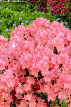 Blaauw's Pink Azalea - 3 Gallon Pot -Flowers World Shop azalea blaauws pink 4