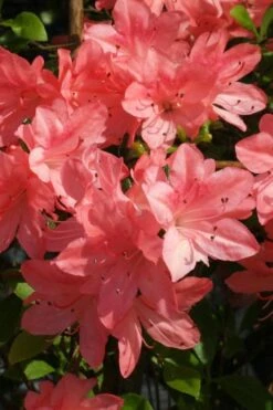 Blaauw's Pink Azalea - 3 Gallon Pot -Flowers World Shop azalea blaauws pink 6