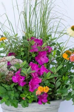 Echo Bloom 'N Again Azalea - 2 Gallon Pot -Flowers World Shop azalea bloom n again augusta echo 4