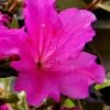 Echo Bloom 'N Again Azalea - 2 Gallon Pot -Flowers World Shop azalea bloom n again augusta echo 6