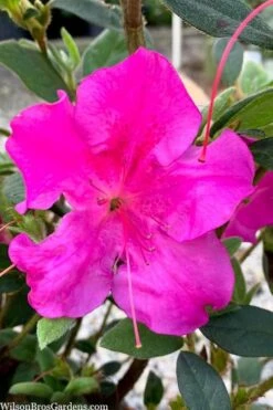 Echo Bloom 'N Again Azalea - 2 Gallon Pot -Flowers World Shop azalea bloom n again augusta echo 7