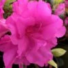 Lavender Twist Bloom 'N Again Azalea - 2 Gallon Pot -Flowers World Shop azalea bloom n again lavender twist 1
