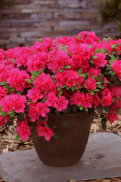Canzonetta Azalea - 1 Gallon Pot -Flowers World Shop azalea canzonetta 3