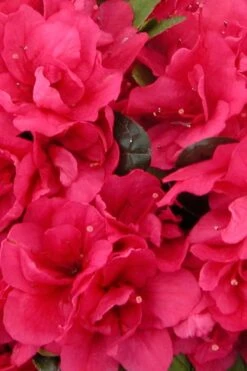 Canzonetta Azalea - 1 Gallon Pot -Flowers World Shop azalea canzonetta 500x750 1